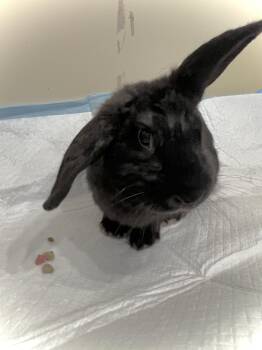 Rescue Mini Lop Rabbits for Adoption in Huntsville, Alabama - Blackberry | PetCurious