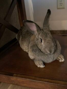 New Zealand Rabbits Available for Adoption in Saint Charles, Missouri - Big Bertha  | PetCurious