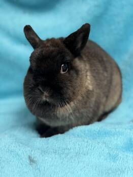 Coffee -  Netherland Dwarf Rabbit for Adoption in Edinburg, Pennsylvania - Coffee | PetCurious
