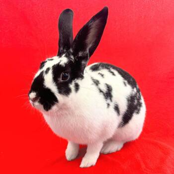 Bunny Rabbit Rabbits Available for Adoption in Burlingame, California - Hana | PetCurious