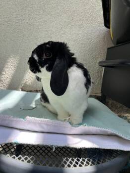 Wednesday -  Mini Lop Rabbit for Adoption in Los Angeles, California - Wednesday | PetCurious