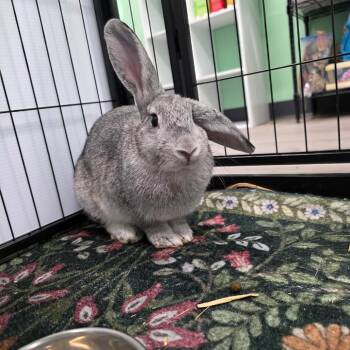 Charli -  American and Holland Lop Rabbit for Adoption in The Woodlands, Texas - Charli | PetCurious