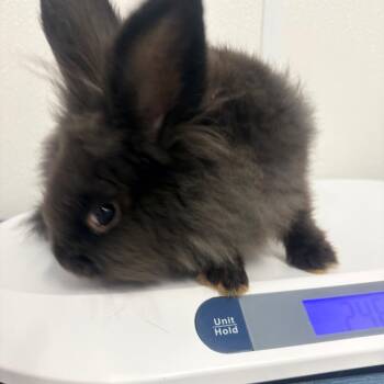 Eclair -  Lionhead Rabbit for Adoption in Clearwater, Florida - Eclair | PetCurious