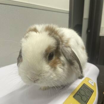 Holland Lop Rabbits Available for Adoption in Tampa, Florida - Malibu | PetCurious