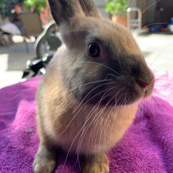 Rescue Cinnamon Rabbits for Adoption in Los Angeles, California - Feta | PetCurious