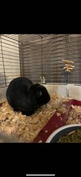 Lop Eared Rabbits Available for Adoption - Sunshine | PetCurious