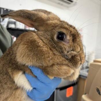 Nibble Noodle -  American Rabbit for Adoption in Freeport, Florida - Nibble Noodle | PetCurious