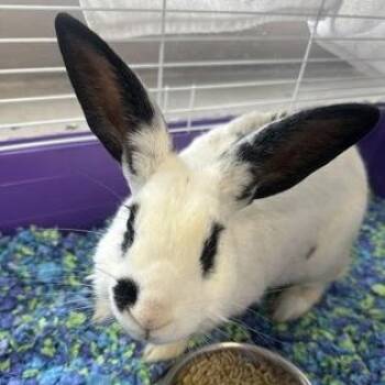 Bunny Rabbit Rabbits Available for Adoption in Philadelphia, Pennsylvania - Acme | PetCurious