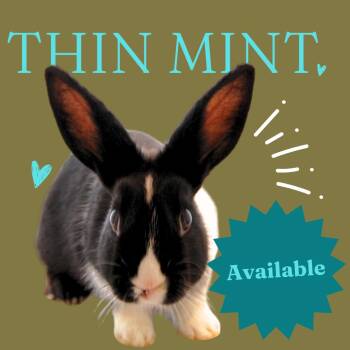 Rescue Dutch Rabbits for Adoption in Winston-salem, North Carolina - Chocolate Chip & Thin Mint | PetCurious