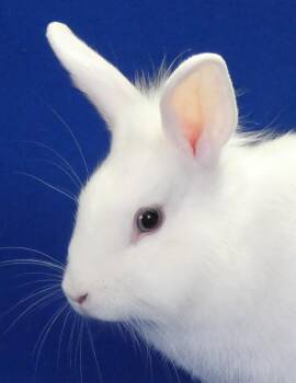 LILY -  American Rabbit for Adoption in Pasadena, California - LILY | PetCurious