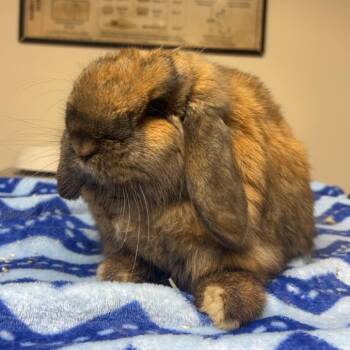 SunKist -  Holland Lop Rabbit for Adoption in Gansevoort, New York - SunKist | PetCurious