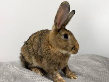 Big Red -  Bunny Rabbit Rabbit for Adoption in Westford, Massachusetts - Big Red | PetCurious
