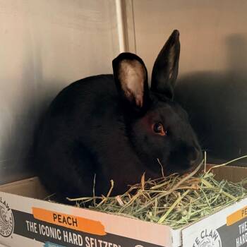 Bunny Rabbit Rabbits Available for Adoption - Vadar | PetCurious