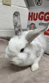 Marshmallow -  American Rabbit for Adoption in Fruit Heights, Utah - Marshmallow | PetCurious