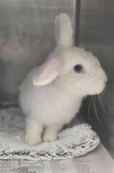 Casper -  Dwarf Rabbit for Adoption in Largo, Florida - Casper | PetCurious