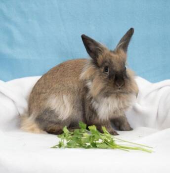 Ice Cream -  Lionhead Rabbit for Adoption in Chicago, Illinois - Ice Cream | PetCurious