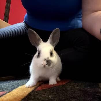 Zorro -  Bunny Rabbit Rabbit for Adoption in Gansevoort, New York - Zorro | PetCurious