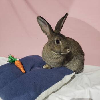 Rescue American Rabbits for Adoption in Mondovi, Wisconsin - Poppyseed, NEL Bunny 24 | PetCurious