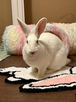 Rescue New Zealand Rabbits for Adoption in Saint Charles, Missouri - Cream Cheese | PetCurious