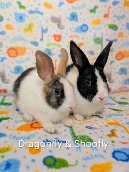 Dragonfly & Shoofly -  Harlequin Rabbit for Adoption in Lake Elsinore, California - Dragonfly & Shoofly | PetCurious