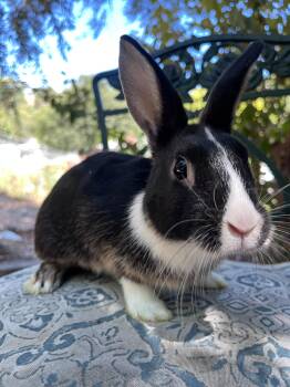 Rescue Dutch Rabbits for Adoption in Los Angeles, California - Crackle | PetCurious