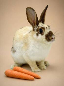 Bambi -  American Rabbit for Adoption in Bowling Green, Kentucky - Bambi | PetCurious