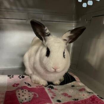 Thumper -  Rex Rabbit for Adoption in Springfield, Illinois - Thumper | PetCurious