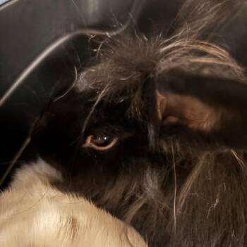 Slate -  Lionhead Rabbit for Adoption in Richmond, California - Slate | PetCurious