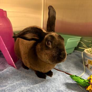 Rolo -  Rex Rabbit for Adoption in Council Bluffs, Iowa - Rolo | PetCurious