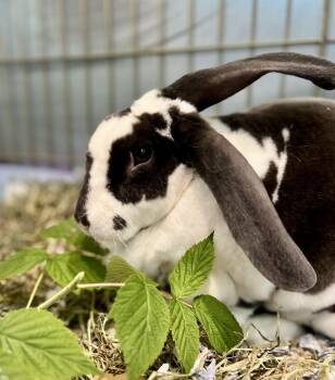 Ollie -  Rex Rabbit for Adoption in Ferndale, Washington - Ollie | PetCurious