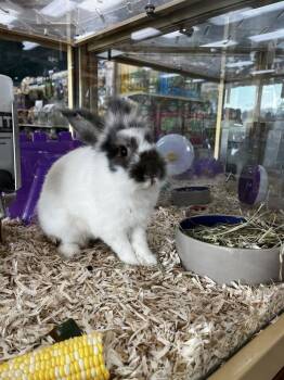 Robert -  Lionhead Rabbit for Adoption in Tampa, Florida - Robert | PetCurious
