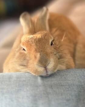 Ginger -  Lionhead Rabbit for Adoption in Lakeville, Minnesota - Ginger | PetCurious
