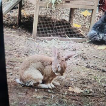 American Rabbits Available for Adoption - Nugget | PetCurious