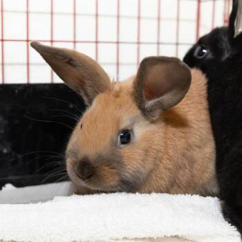 Mini Rex Rabbits Available for Adoption - BARNEY | PetCurious