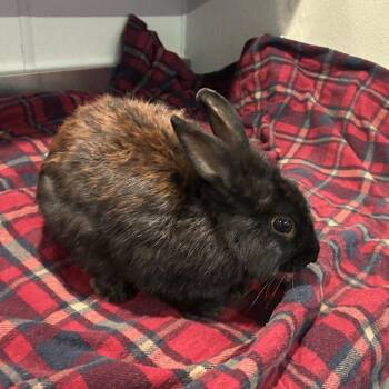 Sweet Pea* -  American Rabbit for Adoption in San Gabriel, California - Sweet Pea* | PetCurious