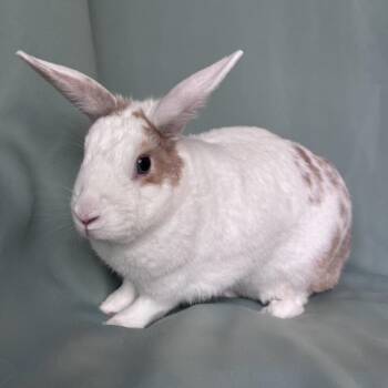 Ray -  Florida White Rabbit for Adoption in Columbia, Maryland - Ray | PetCurious