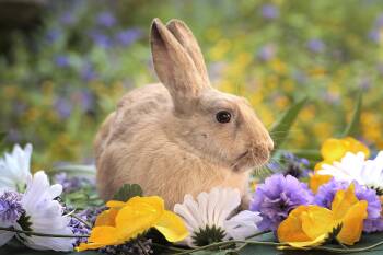 Holly & Berry (South Surrey) -  Harlequin Rabbit for Adoption in Vancouver, British Columbia - Holly & Berry (South Surrey) | PetCurious