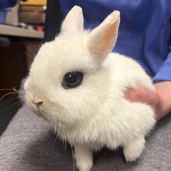 Netherland Dwarf Rabbits Available for Adoption in Dekalb, Illinois - Vellichor | PetCurious