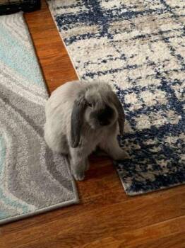 Ashley -  Holland Lop Rabbit for Adoption in Santa Cruz, California - Ashley | PetCurious