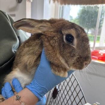 Wiggle Bouncer -  American Rabbit for Adoption in Freeport, Florida - Wiggle Bouncer | PetCurious