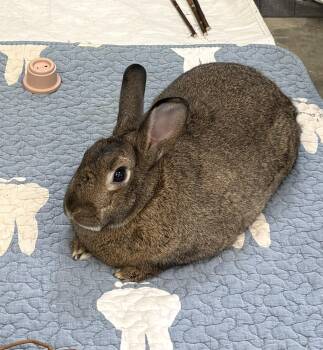 Jackalope -  American Rabbit for Adoption in Warwick, New York - Jackalope | PetCurious