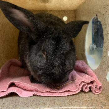 Ruger -  Bunny Rabbit Rabbit for Adoption in Pasadena, California - Ruger | PetCurious