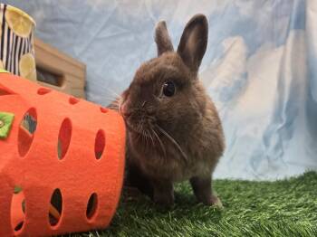 Citrine -  Polish Rabbit for Adoption in Westford, Massachusetts - Citrine | PetCurious