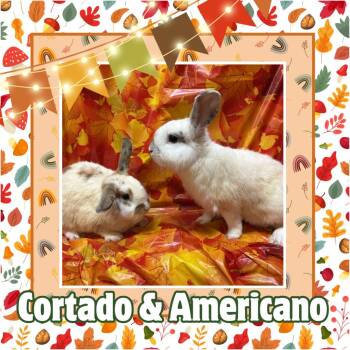 Rescue Bunny Rabbit Rabbits for Adoption in Elizabethtown, Kentucky - Americano | PetCurious