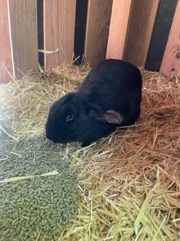 Elvira -  Bunny Rabbit Rabbit for Adoption in Bloomington, Indiana - Elvira | PetCurious