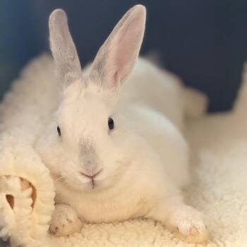 Bubbles -  Florida White and Californian Rabbit for Adoption in Miami, Florida - Bubbles | PetCurious