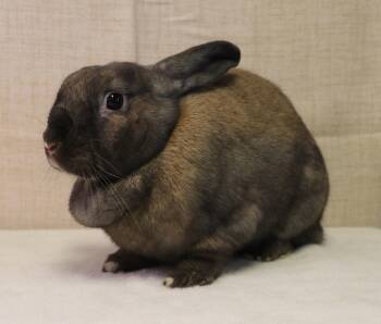 Birdie -  Holland Lop and Mini Lop Rabbit for Adoption in Lakeville, Minnesota - Birdie | PetCurious