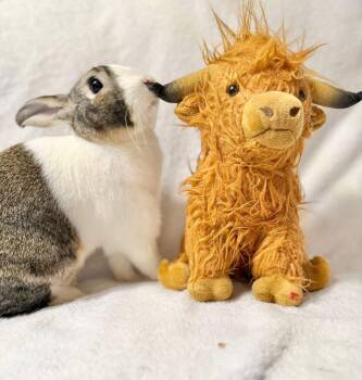 Dutch Rabbits Available for Adoption in Saint Charles, Missouri - Honky Tonky  | PetCurious