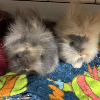 Lionhead Rabbits Available for Adoption in Gansevoort, New York - Pinnae | PetCurious