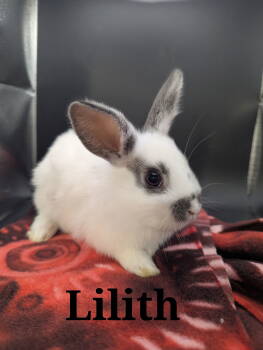 Rescue English Spot and Rex Rabbits for Adoption - Lilith | PetCurious